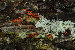 Willkommlangea reticulata