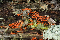 Willkommlangea reticulata