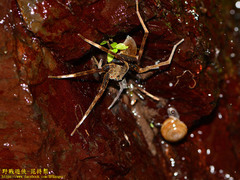 Dolomedes raptor