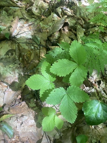 Potentilla micrantha, photograph 1