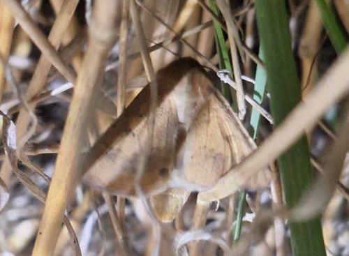 Cotton Bollworm Moth