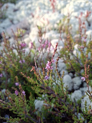 common heather