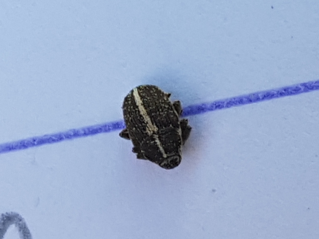 Oprohinus