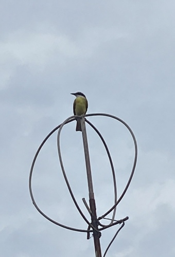 Great Kiskadee