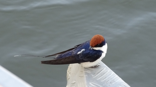 Wire-tailed Swallow