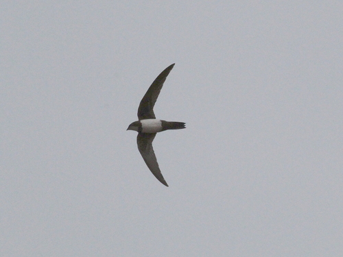 Vencejo real (Tachymarptis melba)