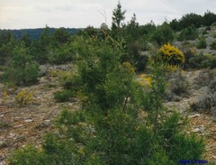 Juniperus thurifera