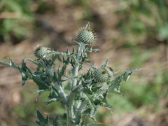 Cirsium texanum