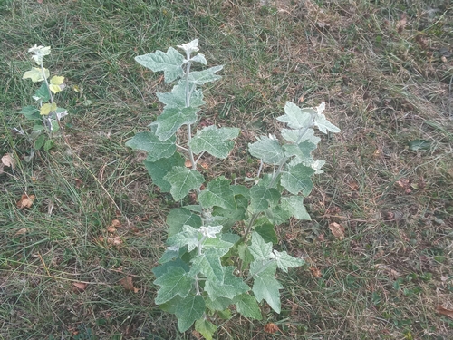 white poplar