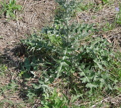Cirsium texanum