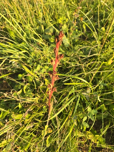 Orobanche gracilis, photograph 5