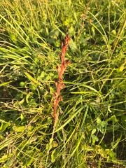 Orobanche gracilis, photograph author not stated, no rights reserved