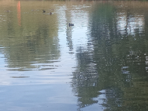 Eurasian Coot