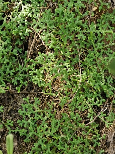 Selaginella sinensis