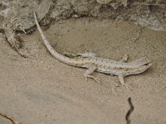 Liolaemus chacoensis