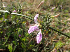Dicliptera cernua