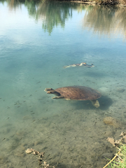 Apalone spinifera emoryi