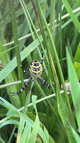 Wasp Spider