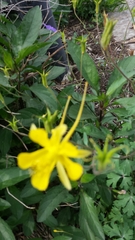 Aquilegia chrysantha