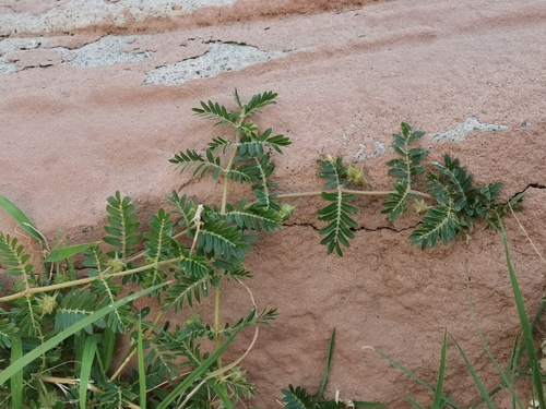 puncture vine