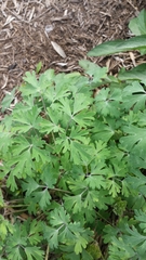 Aquilegia chrysantha