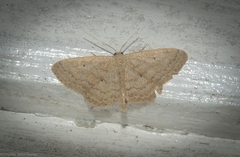 Scopula hypochra