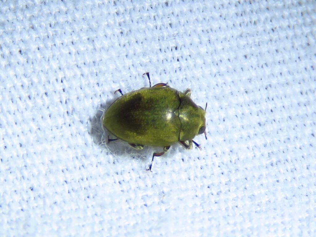 Lutrochus luteus