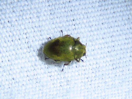 Lutrochus luteus