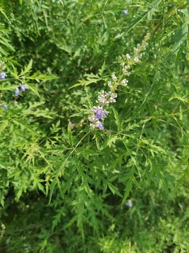 Five-leaved chaste tree