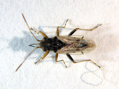 Nysius vinitor