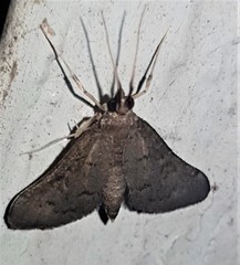 Piletocera macroperalis