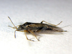 Nysius vinitor