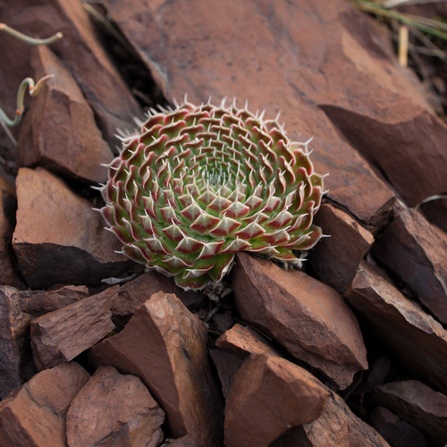 spiny pennywort