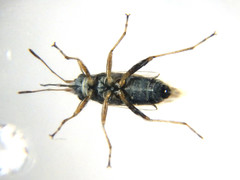 Nysius vinitor