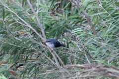 Eopsaltria georgiana