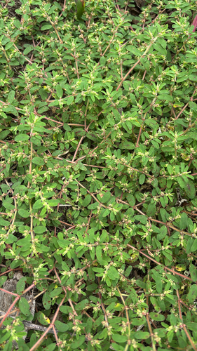 iNaturalist observation photo of Spotted spurge