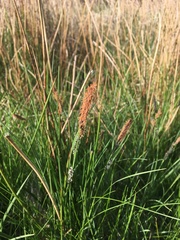 Carex acutiformis