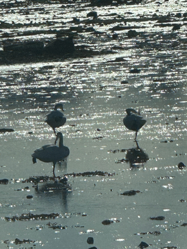 Whooper Swan