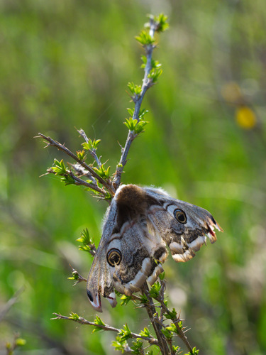 Small Emperor Moth