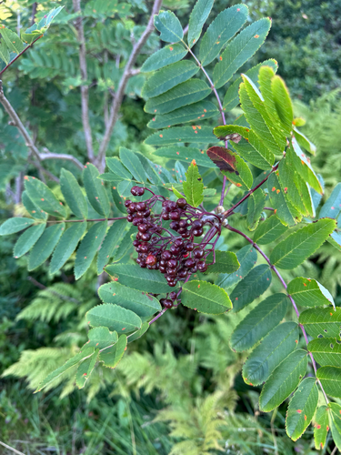 European mountain ash