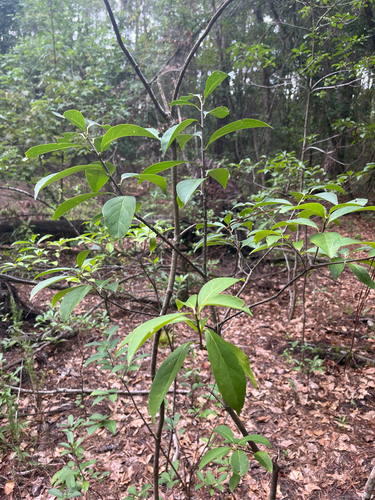 Symplocos tinctoria, photograph 6