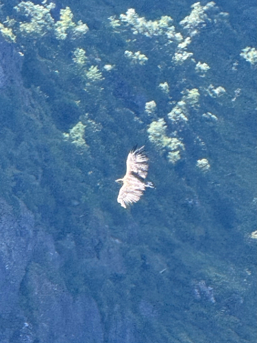 White-tailed Eagle