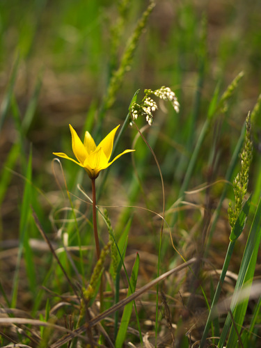 Tulipa sylvestris biebersteiniana