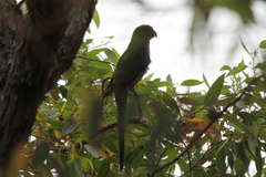 Purpureicephalus spurius