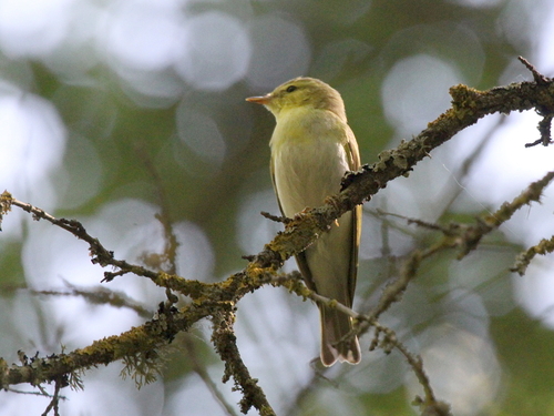 Mosquitero silbador (Phylloscopus sibilatrix)