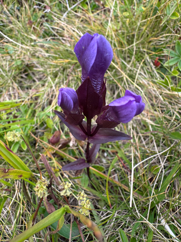 field gentian