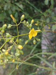 Hypericum lanuginosum