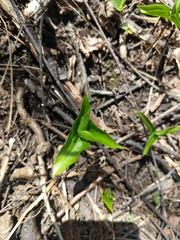 Trillium cernuum