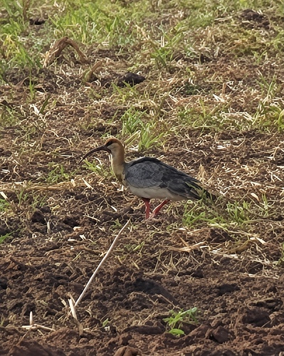 Buff-necked Ibis