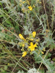 Hypericum lanuginosum